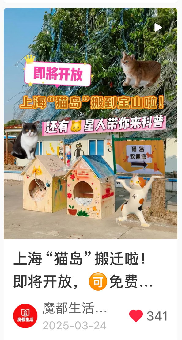上海猫岛主题笔记